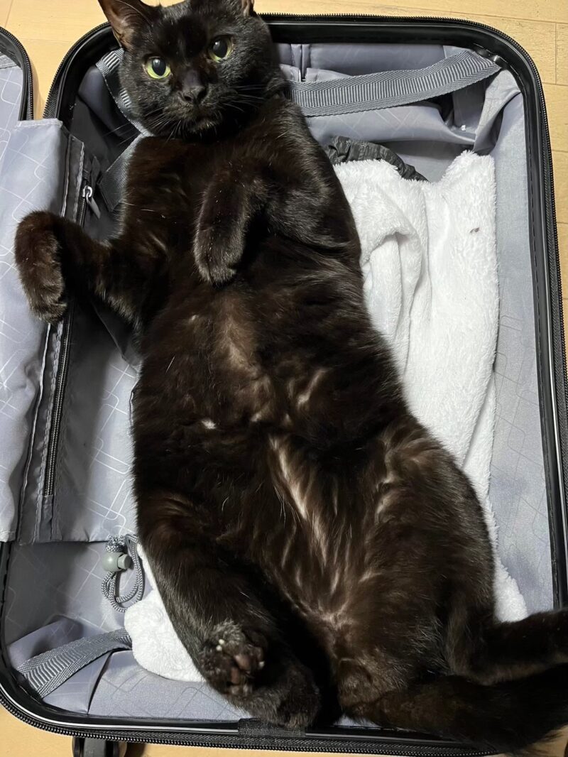 スーツケースの中でお腹を見せて寝転ぶ黒猫くー。旅行準備を邪魔する可愛い姿