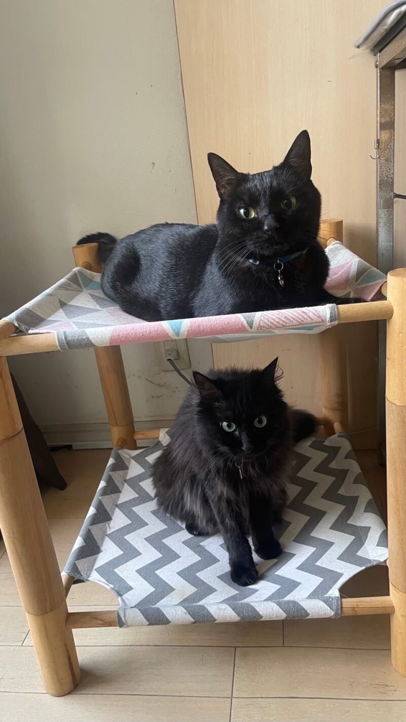 2段ベッドのようなキャットハンモックでくつろぐ黒猫くーと長毛黒猫むー。仲良く並ぶ保護猫の日常の光景
