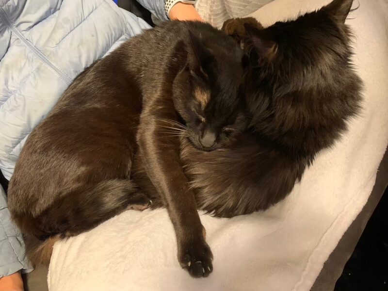 黒猫くーと長毛の黒猫むーが寄り添って眠る姿。保護猫の日常の癒しのひとコマ