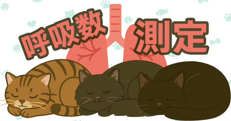 猫の呼吸数測定を解説するブログ用イラスト。眠っている3匹の猫と肺のイラストが描かれ、安静時の呼吸数やシニア猫の健康管理を意識したデザイン