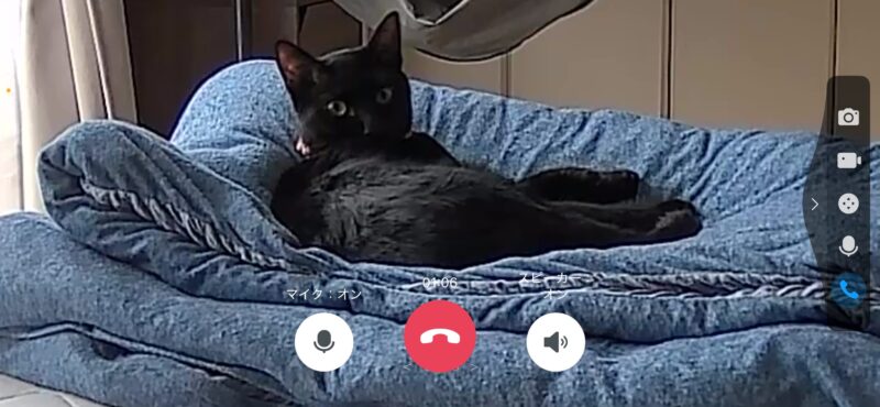 ペットカメラ越しに名前を呼ばれて振り向く黒猫くう。布団の上でリラックスしている様子
