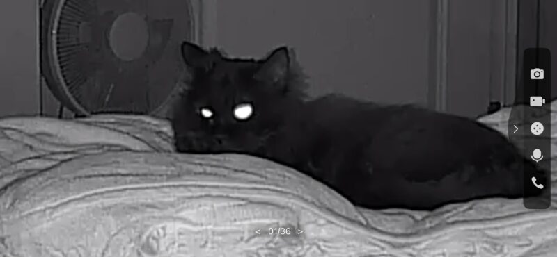 夜間モードのペットカメラに映る長毛黒猫ムー。カメラの動きに気づき、眠そうに目を開けている様子
